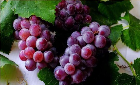 Виноград.jpg